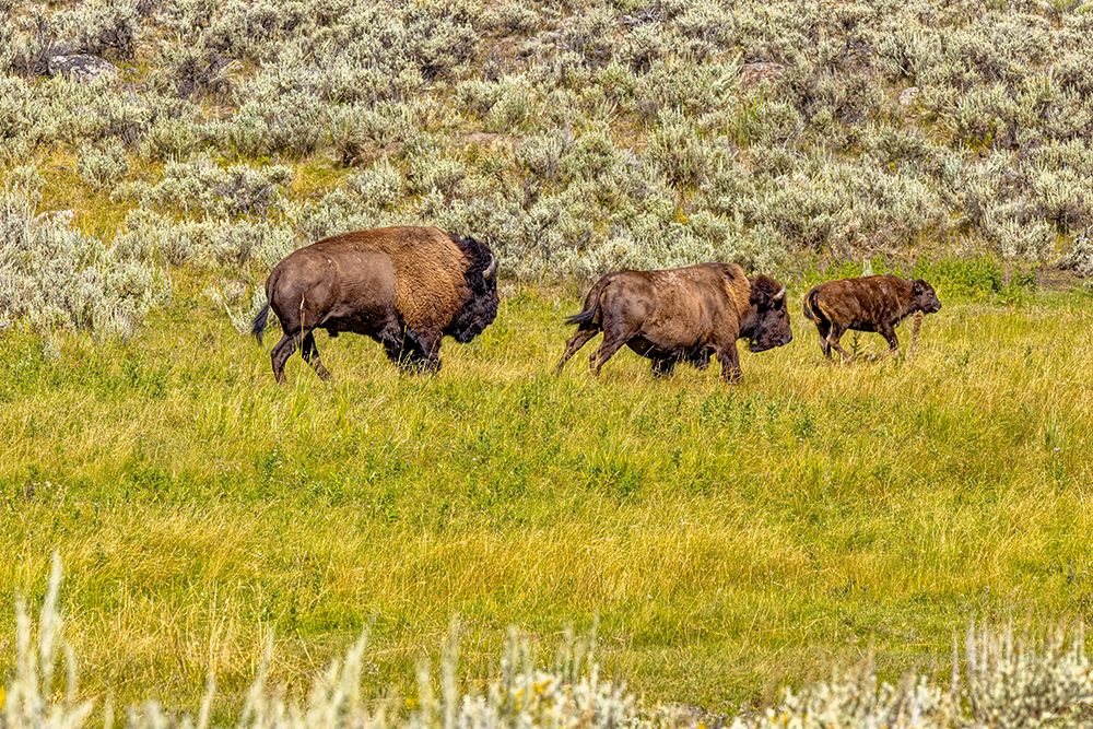 USA, Wyoming, Yellowstone National Park. Bison in grassy field. art print by Jaynes Gallery for $57.95 CAD