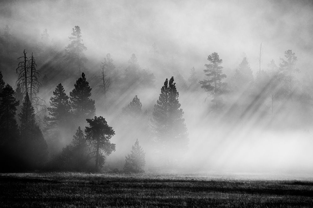 USA-Wyoming-Yellowstone National Park-Early morning fog with light rays through the trees art print by Cindy Miller Hopkins for $57.95 CAD
