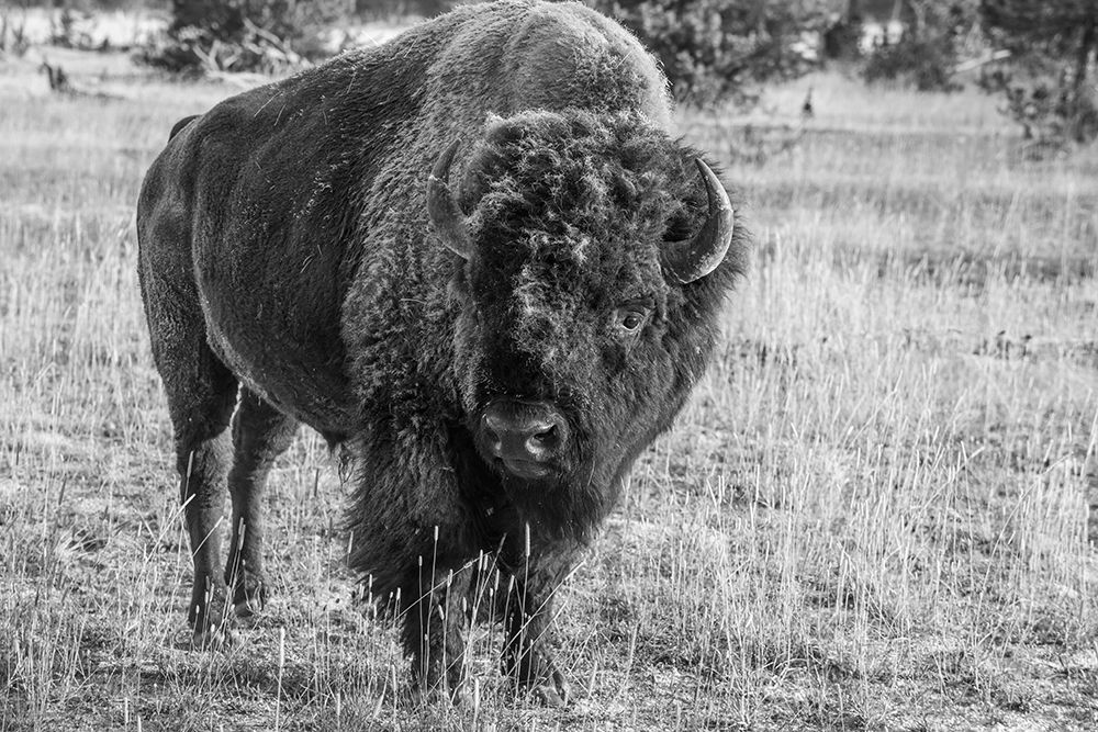 USA-Wyoming-Yellowstone National Park-Upper Geyser Basin-Lone male American bison-aka buffalo with art print by Cindy Miller Hopkins for $57.95 CAD