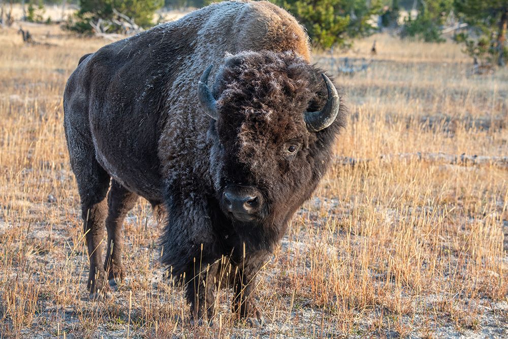 USA-Wyoming-Yellowstone National Park-Upper Geyser Basin-Lone male American bison-aka buffalo with art print by Cindy Miller Hopkins for $57.95 CAD