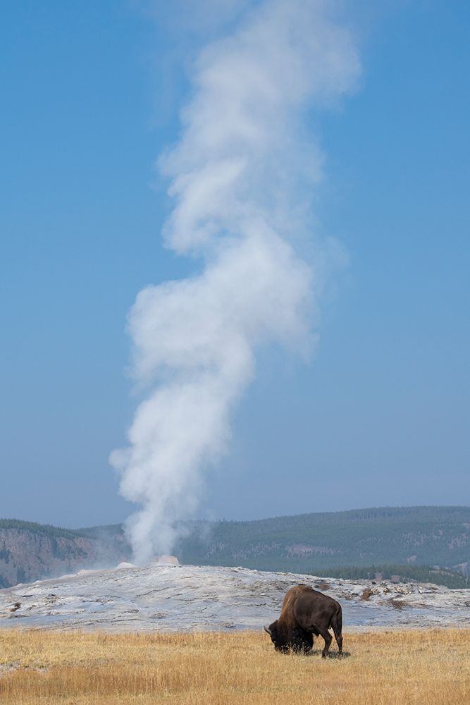 USA-Wyoming-Yellowstone National Park-Upper Geyser Basin-Lone male American bison-aka buffalo-in fr art print by Cindy Miller Hopkins for $57.95 CAD