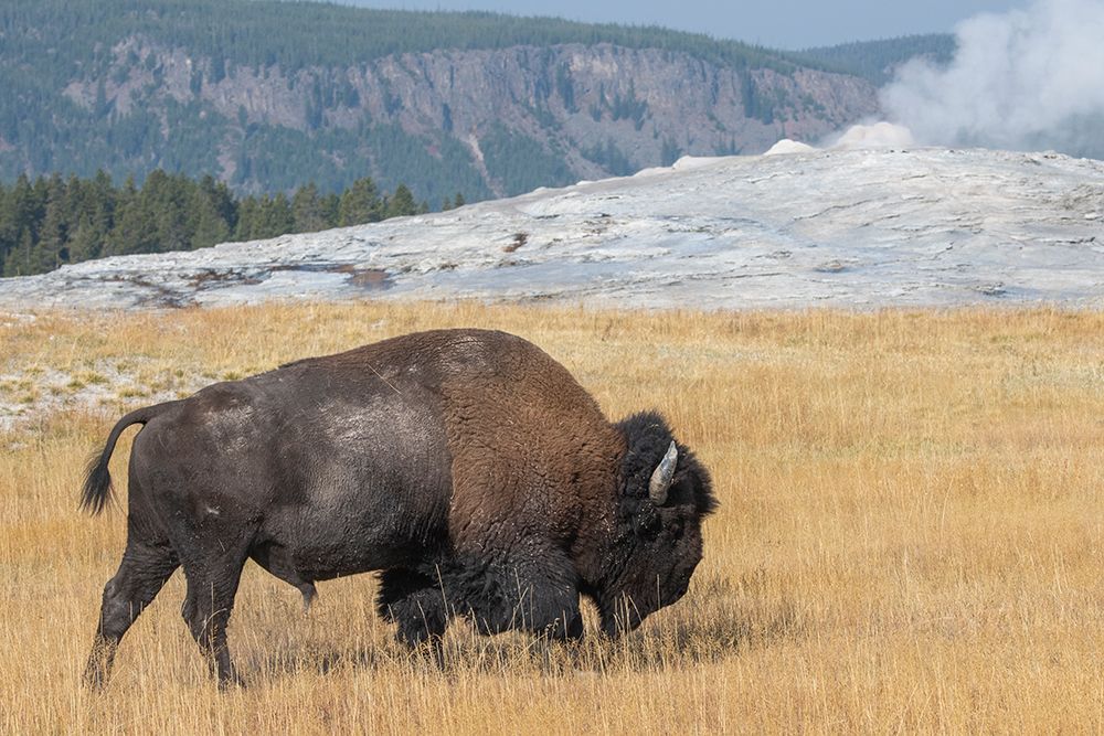 USA-Wyoming-Yellowstone National Park-Upper Geyser Basin-Lone male American bison-aka buffalo-in fr art print by Cindy Miller Hopkins for $57.95 CAD