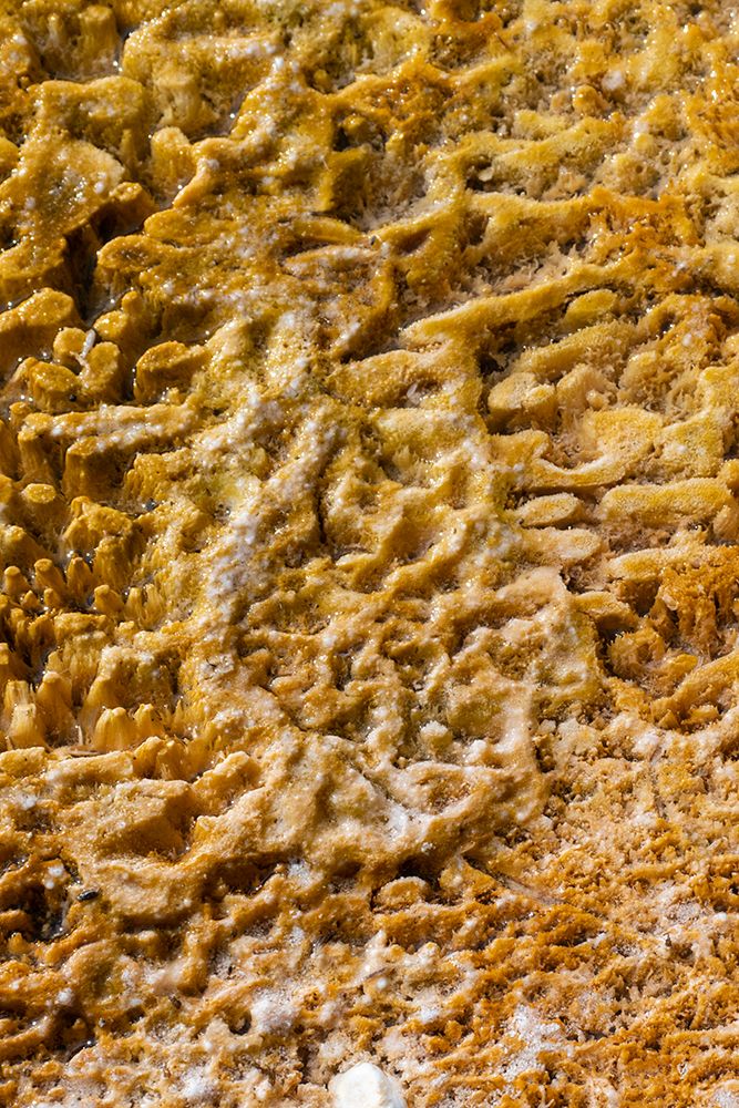 USA-Wyoming-Yellowstone National Park-Black Sand Basin-Detail of colorful thermophile bacteria mat art print by Cindy Miller Hopkins for $57.95 CAD