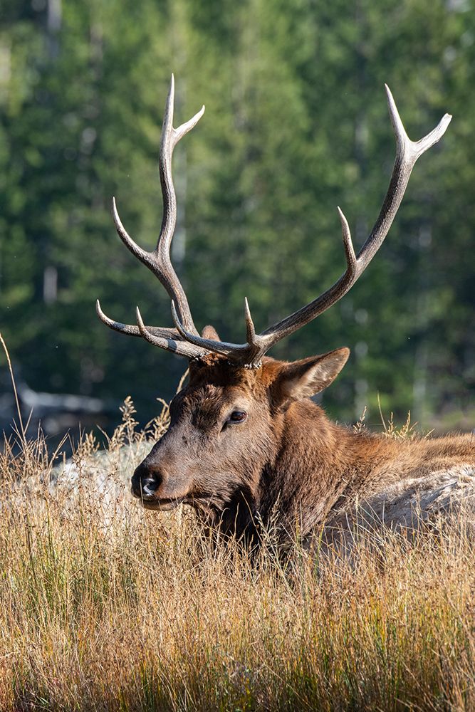 USA-Wyoming-Yellowstone National Park-Madison-Madison River-Male North American elk art print by Cindy Miller Hopkins for $57.95 CAD