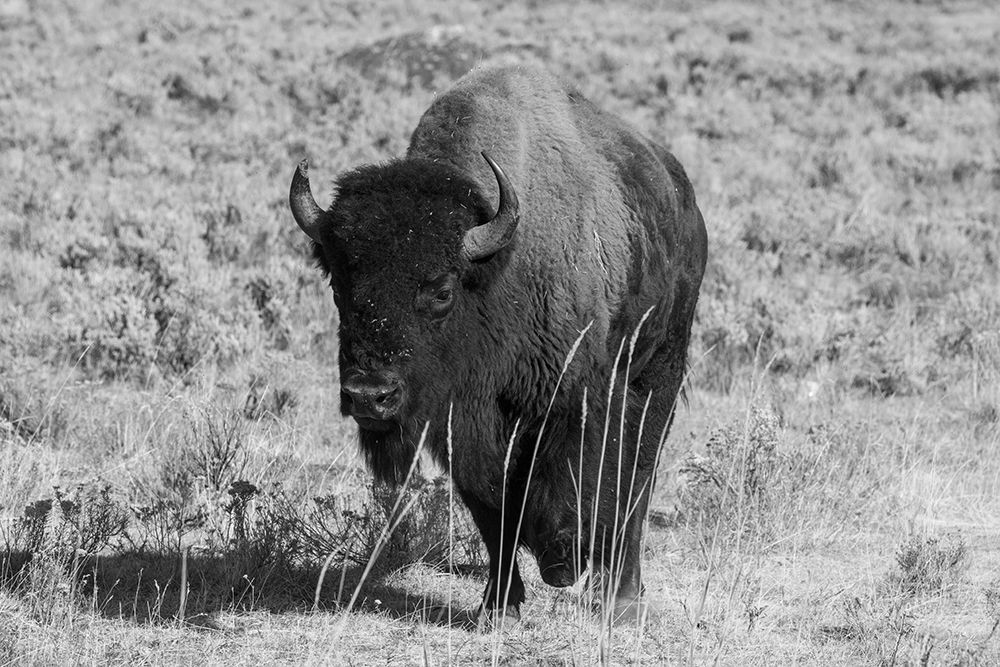 USA-Wyoming-Yellowstone National Park-Lamar Valley-American bison art print by Cindy Miller Hopkins for $57.95 CAD