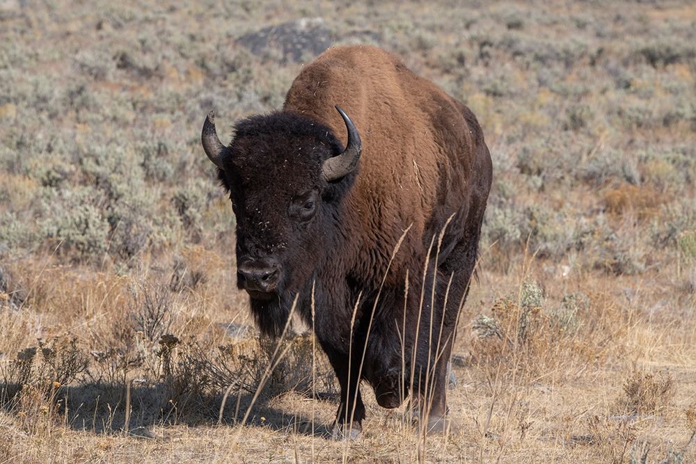 USA-Wyoming-Yellowstone National Park-Lamar Valley-American bison art print by Cindy Miller Hopkins for $57.95 CAD