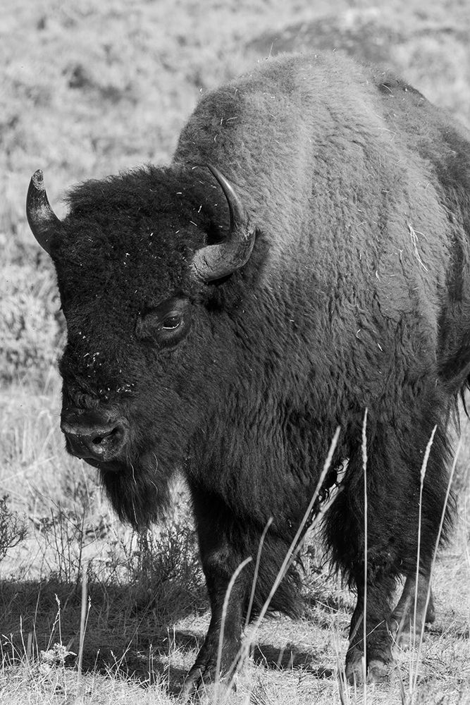 USA-Wyoming-Yellowstone National Park-Lamar Valley-Male American bison art print by Cindy Miller Hopkins for $57.95 CAD