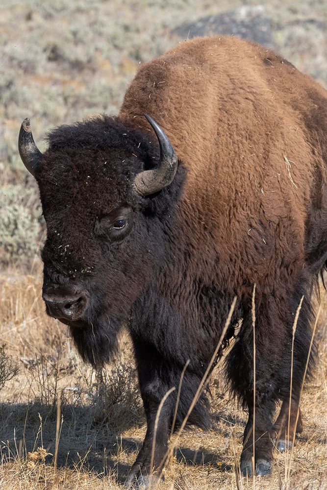 USA-Wyoming-Yellowstone National Park-Lamar Valley-Male American bison art print by Cindy Miller Hopkins for $57.95 CAD