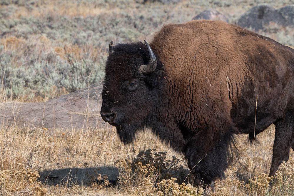 USA-Wyoming-Yellowstone National Park-Lamar Valley-Male American bison art print by Cindy Miller Hopkins for $57.95 CAD