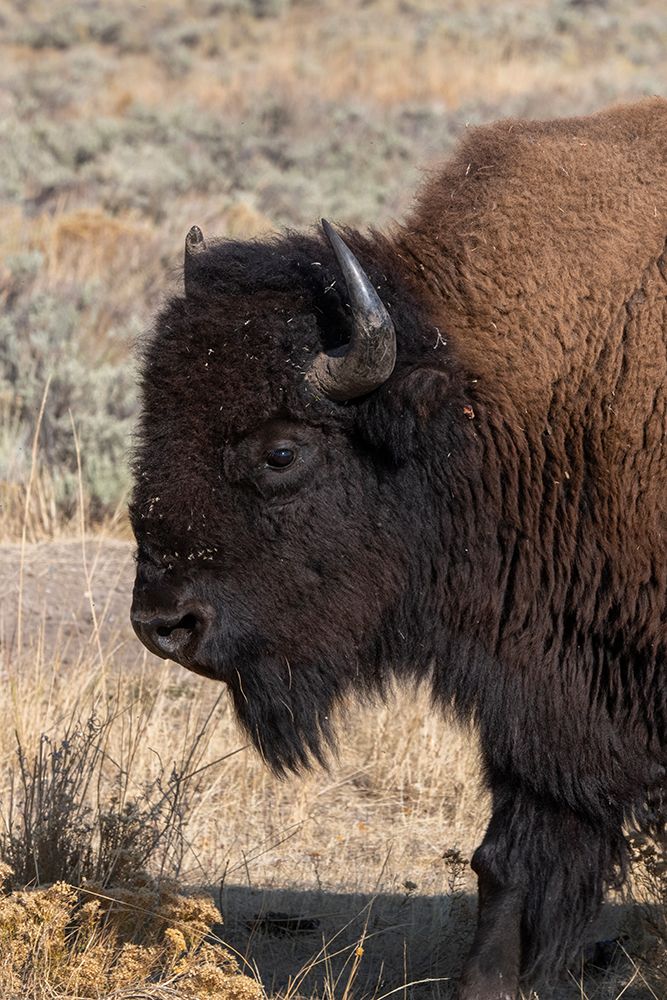 USA-Wyoming-Yellowstone National Park-Lamar Valley-Male American bison art print by Cindy Miller Hopkins for $57.95 CAD