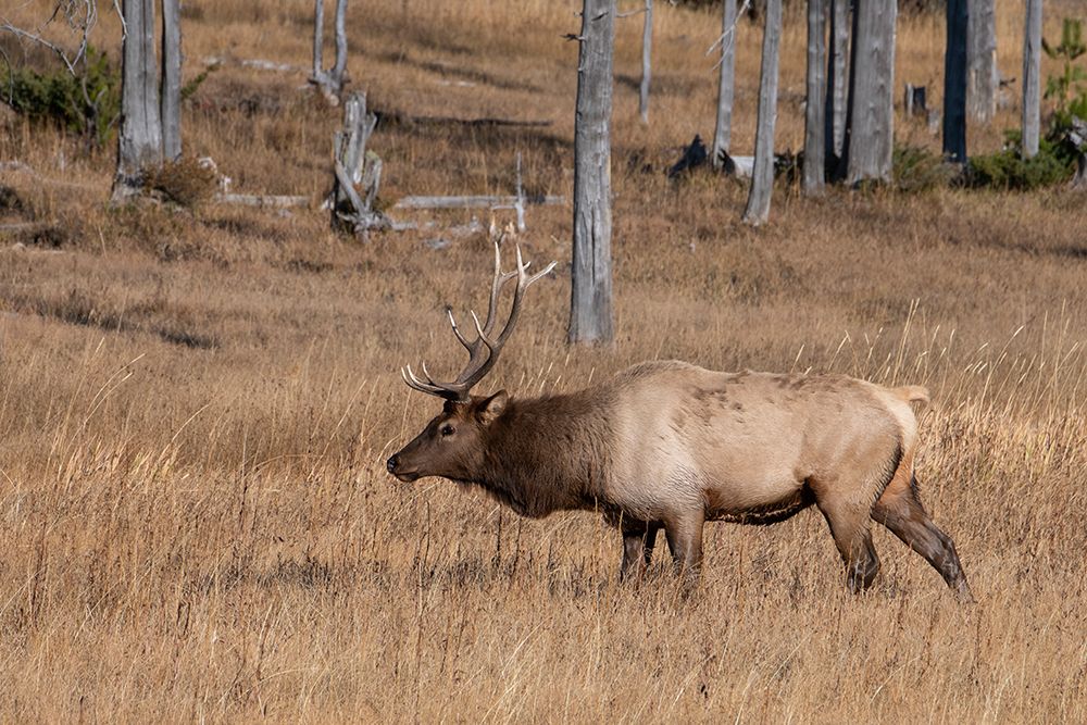 USA-Wyoming-Yellowstone National Park-Madison-Male North American elk art print by Cindy Miller Hopkins for $57.95 CAD