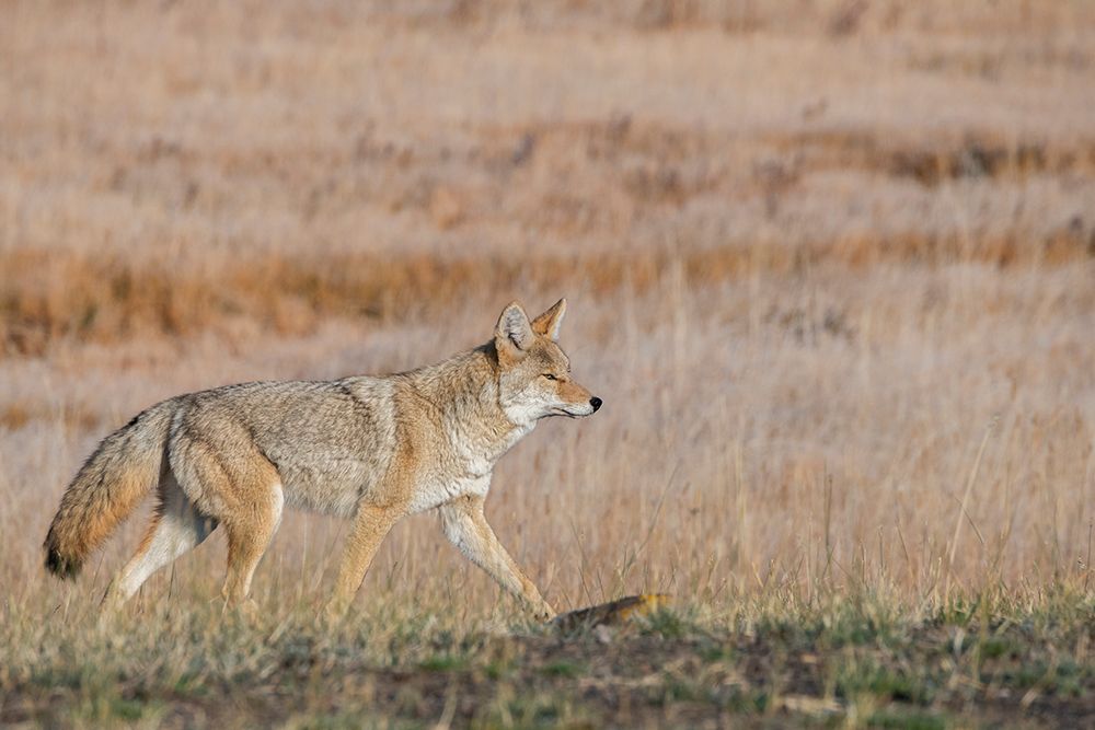 USA-Wyoming-Yellowstone National Park-Biscuit Basin-Coyote art print by Cindy Miller Hopkins for $57.95 CAD