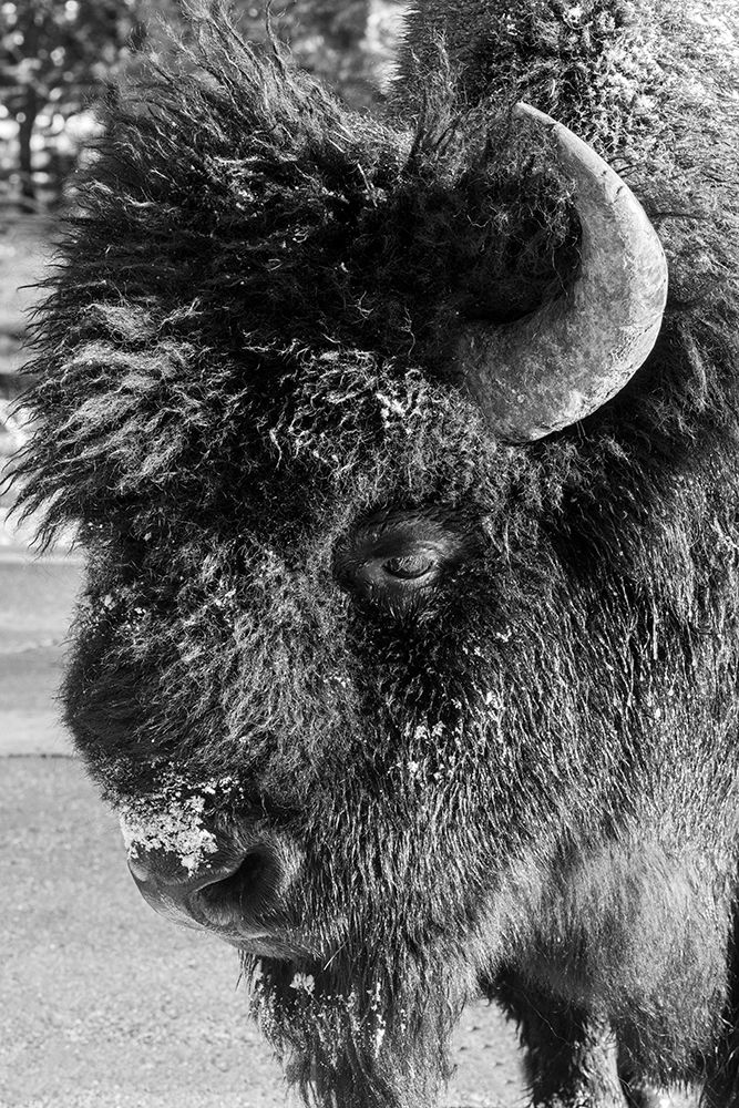 USA-Wyoming-Yellowstone National Park-Lone male American bison-aka buffalo with frost on face-Head art print by Cindy Miller Hopkins for $57.95 CAD