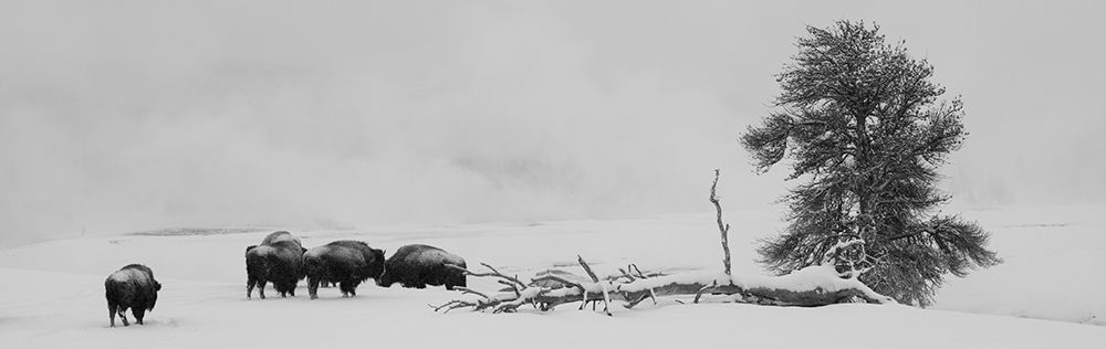 USA-Wyoming-Yellowstone National Park Bison herd in snow art print by Cindy Miller Hopkins for $57.95 CAD