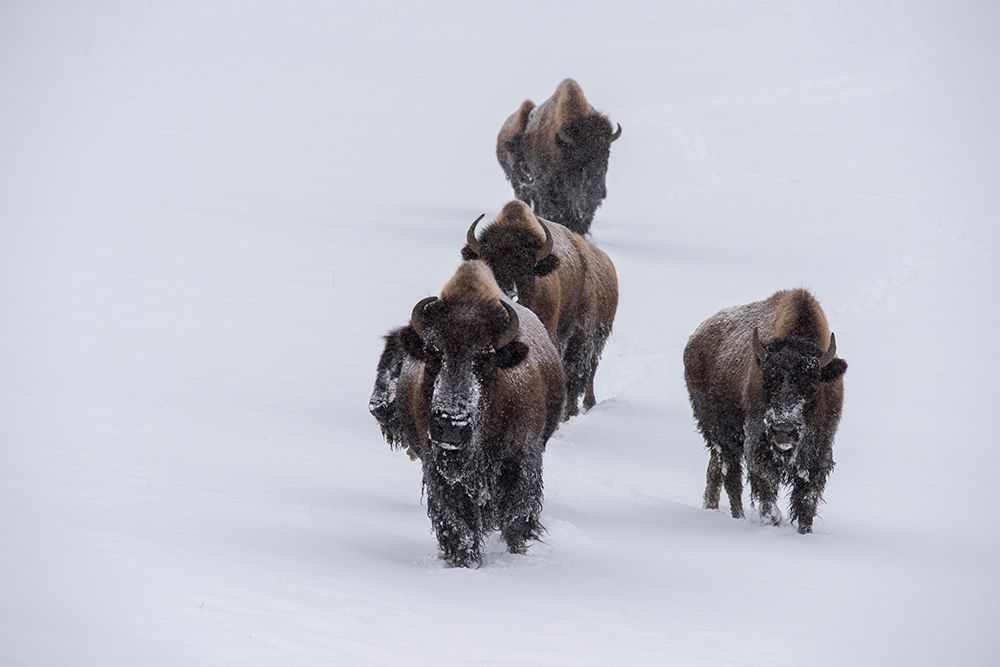 USA-Wyoming-Yellowstone National Park Bison herd in the snow art print by Cindy Miller Hopkins for $57.95 CAD