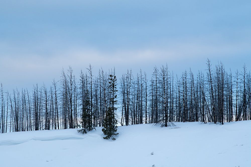 USA-Wyoming-Yellowstone National Park Winter line of trees art print by Cindy Miller Hopkins for $57.95 CAD