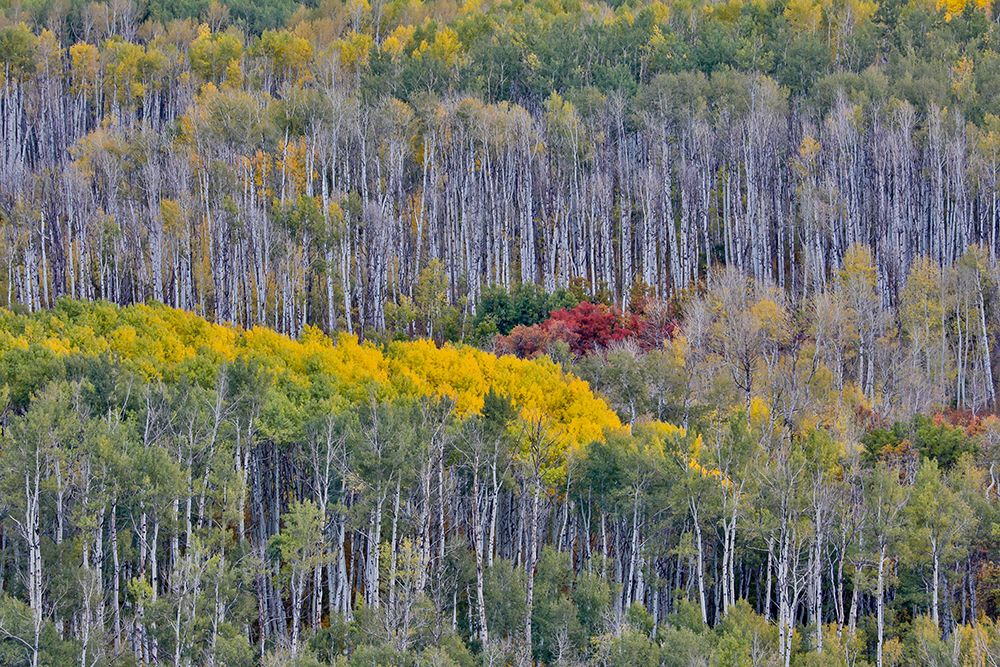 USA- Wyoming. Kebler Pass with Aspen grove in fall color art print by Darrell Gulin for $57.95 CAD