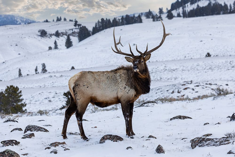 USA- Wyoming- Yellowstone National Park. Lone bull elk in snow art print by Darrell Gulin for $57.95 CAD