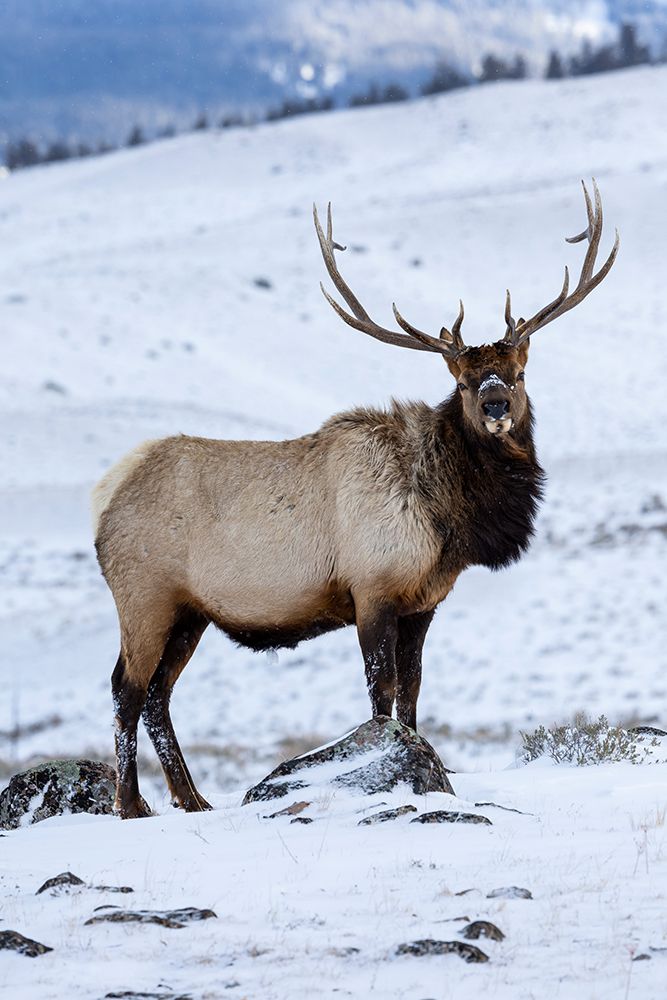 USA- Wyoming- Yellowstone National Park. Lone bull elk in snow art print by Darrell Gulin for $57.95 CAD