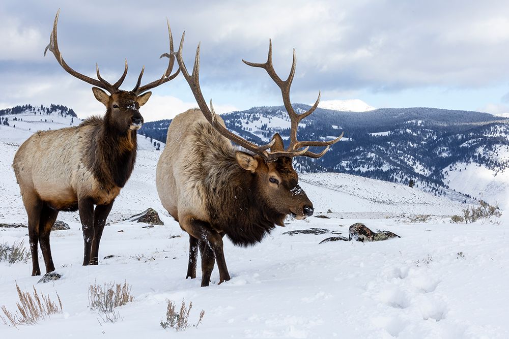 USA- Wyoming- Yellowstone National Park. Pair of bull elk in snow art print by Darrell Gulin for $57.95 CAD