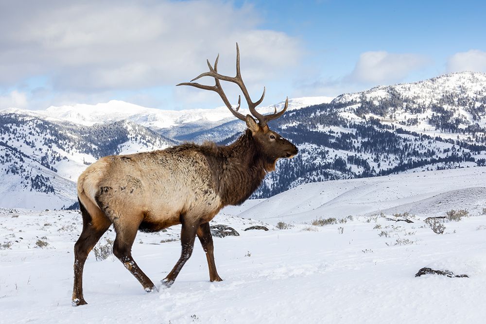 USA- Wyoming- Yellowstone National Park. Lone bull elk in snow art print by Darrell Gulin for $57.95 CAD