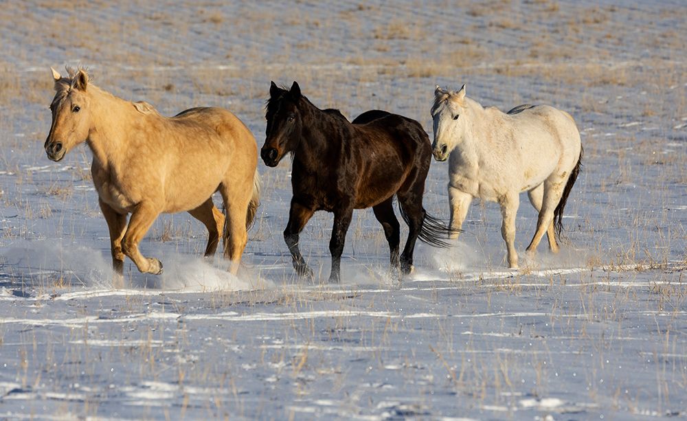 USA- Shell- Wyoming. Hideout Ranch with small herd of horses in snow. art print by Darrell Gulin for $57.95 CAD