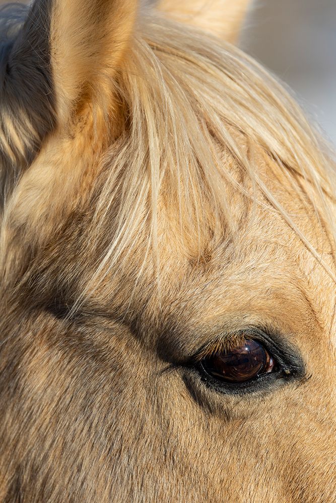 USA- Shell- Wyoming. Hideout Ranch close-up of horses eye. art print by Darrell Gulin for $57.95 CAD