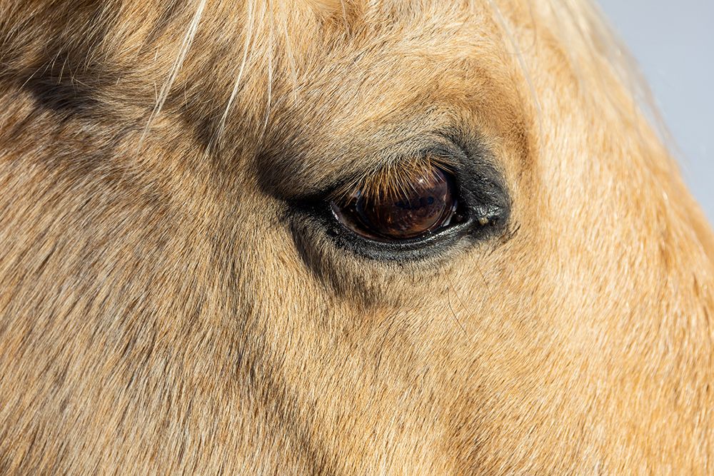 USA- Shell- Wyoming. Hideout Ranch close-up of horses eye. art print by Darrell Gulin for $57.95 CAD