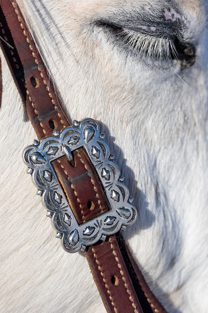 USA- Shell- Wyoming. Hideout Ranch tack on horse. art print by Darrell Gulin for $57.95 CAD