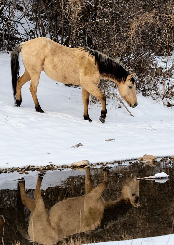 USA- Shell- Wyoming. Hideout Ranch lone horse in reflection Shell creek. art print by Darrell Gulin for $57.95 CAD