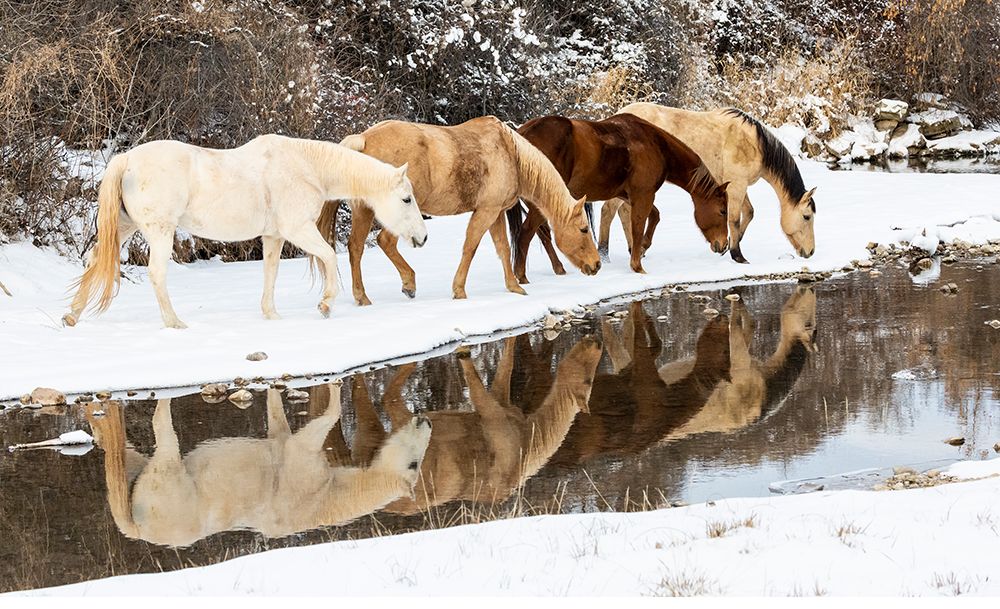 USA- Shell- Wyoming. Hideout Ranch horses in reflection Shell Creek. art print by Darrell Gulin for $57.95 CAD
