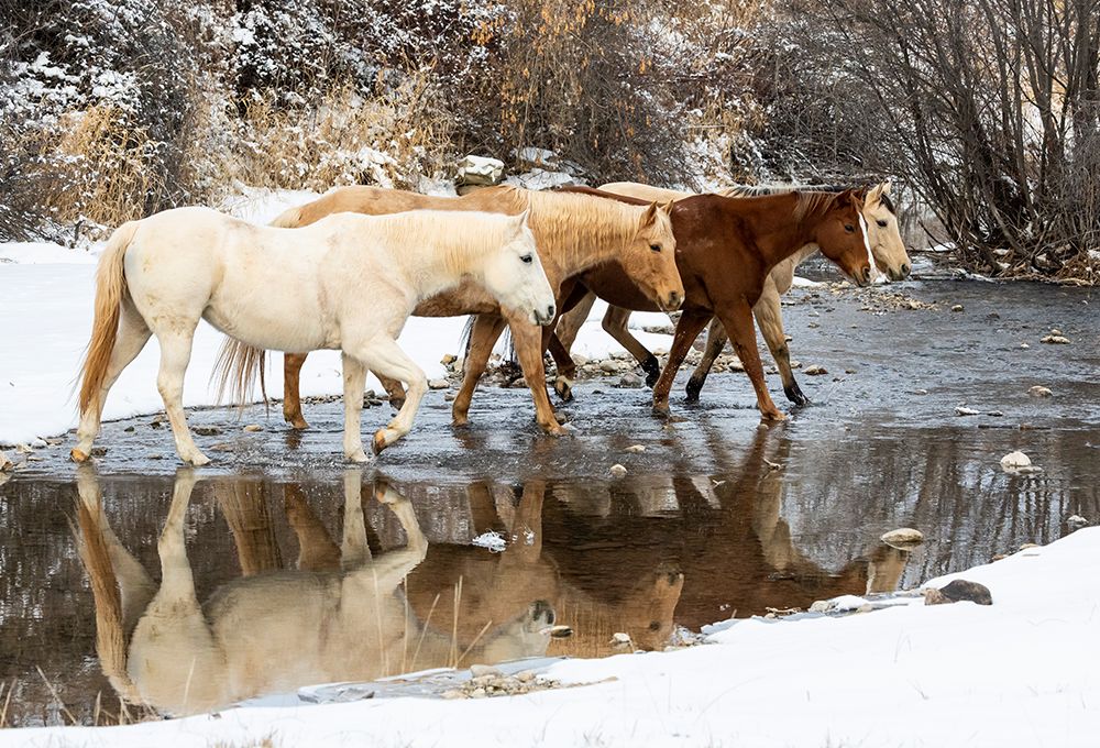 USA- Shell- Wyoming. Hideout Ranch horses in reflection Shell Creek. art print by Darrell Gulin for $57.95 CAD