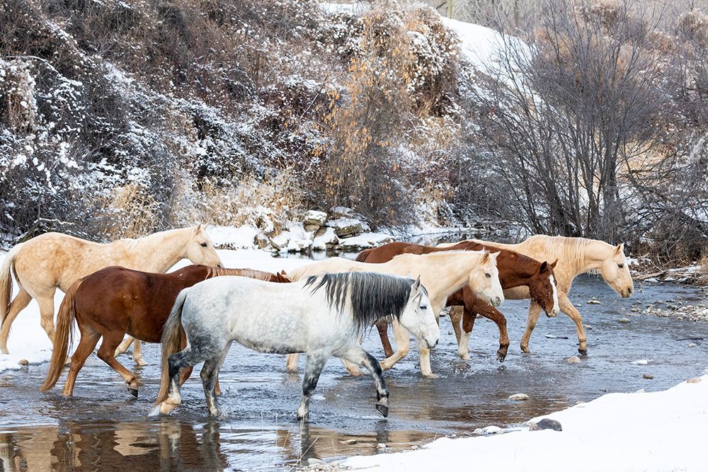 USA- Shell- Wyoming. Hideout Ranch horses in reflection Shell Creek. art print by Darrell Gulin for $57.95 CAD