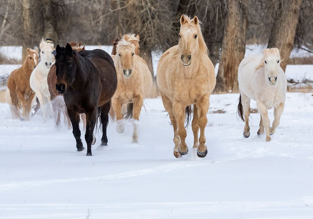 USA- Shell- Wyoming. Hideout Ranch with small herd of horses in snow. art print by Darrell Gulin for $57.95 CAD