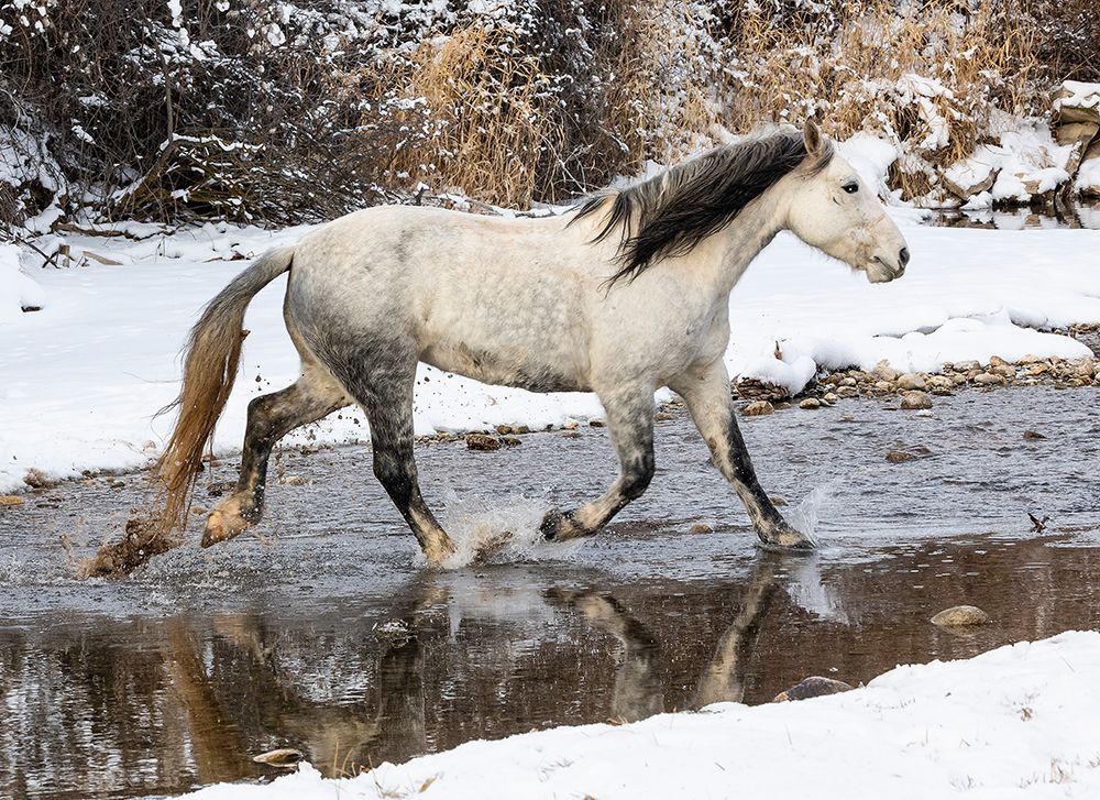 USA- Shell- Wyoming. Hideout Ranch lone horse in snow. art print by Darrell Gulin for $57.95 CAD