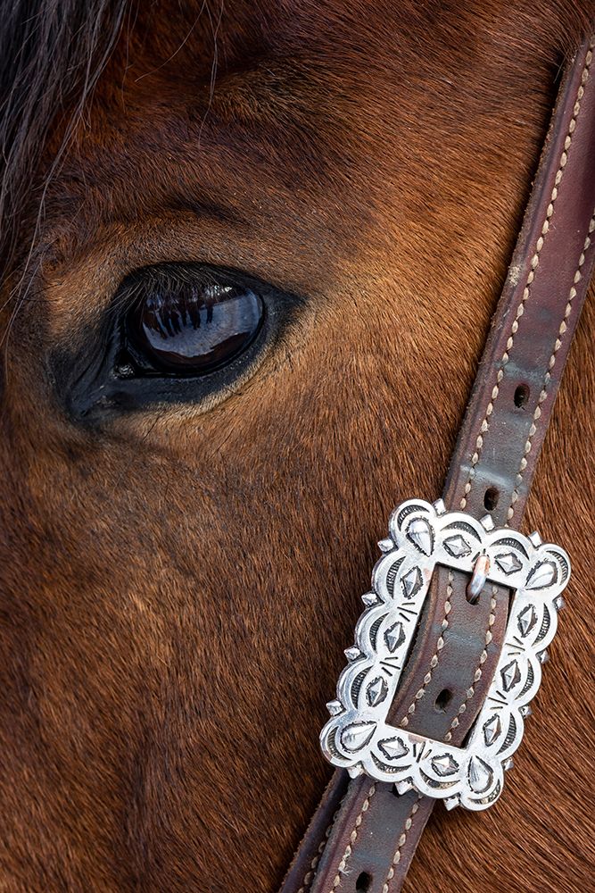 USA- Shell- Wyoming. Hideout Ranch close-up of horses eye. art print by Darrell Gulin for $57.95 CAD