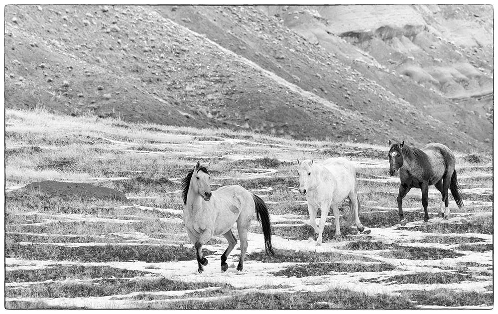 USA- Shell- Wyoming. Hideout Ranch with small herd of horses in snow. art print by Darrell Gulin for $57.95 CAD