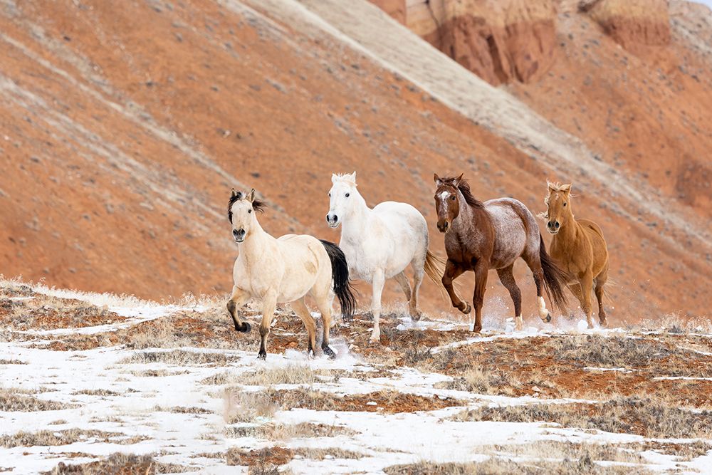 USA- Shell- Wyoming. Hideout Ranch with small herd of horses in snow. art print by Darrell Gulin for $57.95 CAD