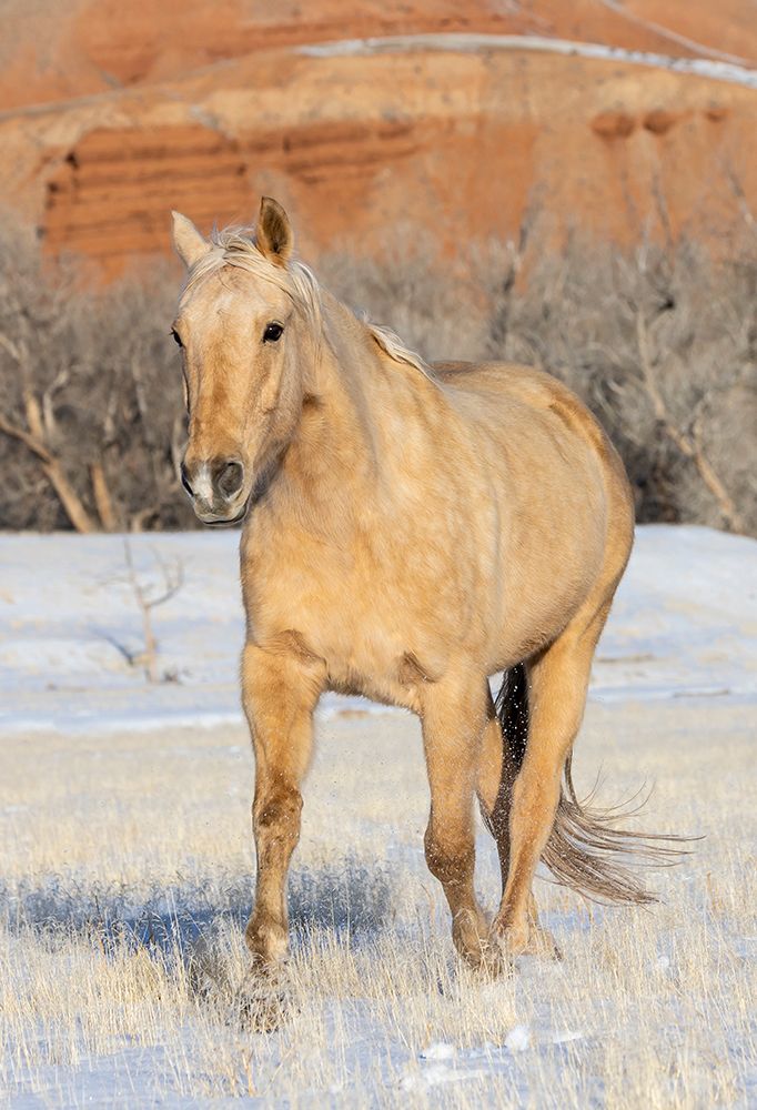 USA- Shell- Wyoming. Hideout Ranch lone horse in snow. art print by Darrell Gulin for $57.95 CAD