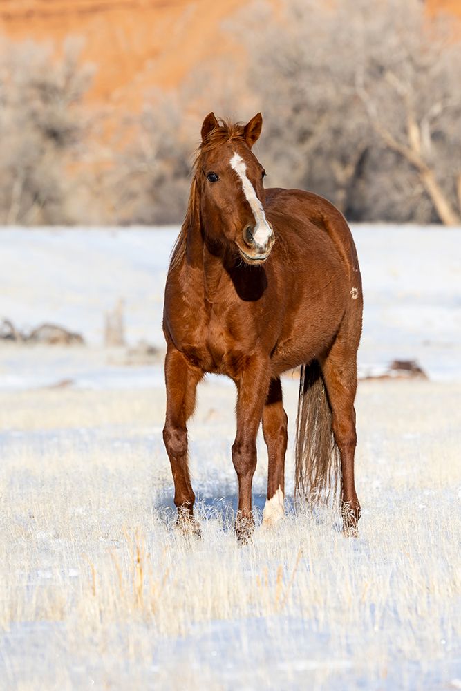 USA- Shell- Wyoming. Hideout Ranch lone horse in snow. art print by Darrell Gulin for $57.95 CAD