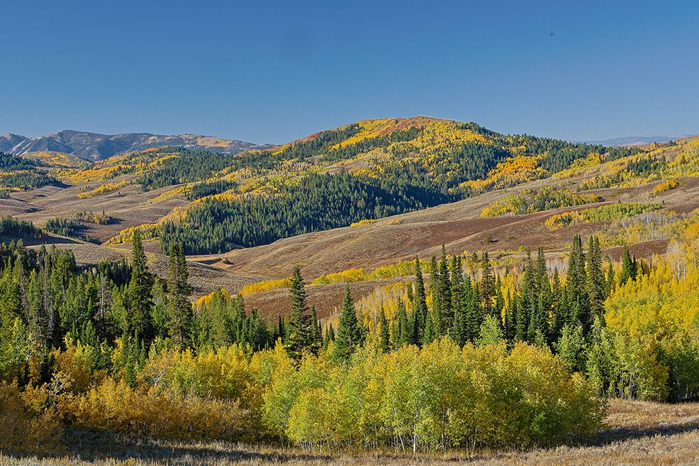 USA, Wyoming. Mountain view fall from Salt River Pass area aspen and maple art print by Darrell Gulin for $57.95 CAD