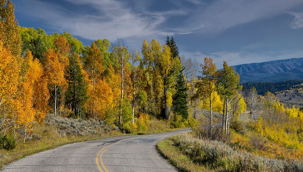 USA, Wyoming. Aspens in fall color along Buffalo Valley Road art print by Darrell Gulin for $57.95 CAD