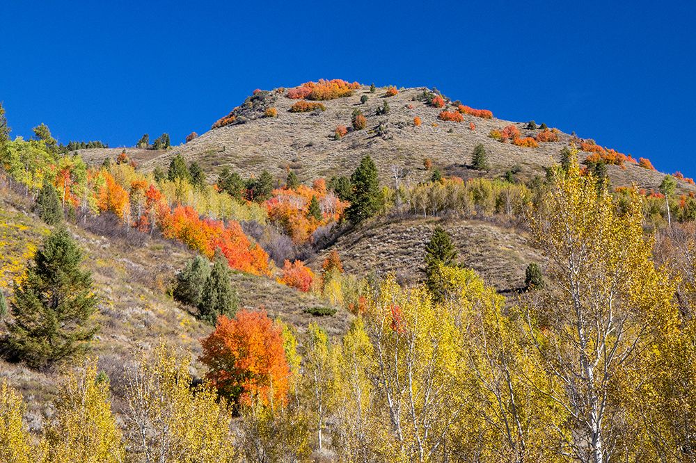 USA, Wyoming. Alpine hillsides in autumn color with Aspen and maple art print by Darrell Gulin for $57.95 CAD
