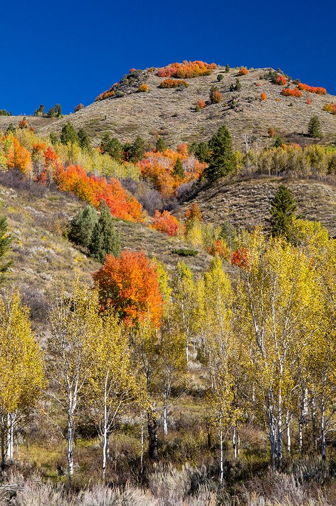 USA, Wyoming. Alpine hillsides in autumn color with Aspen and maple art print by Darrell Gulin for $57.95 CAD