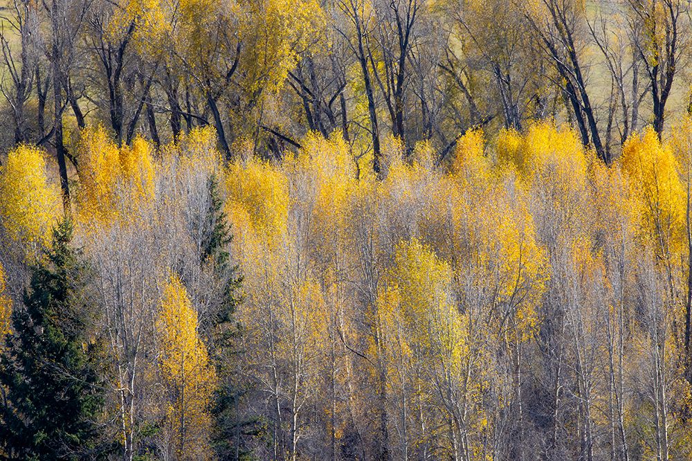 USA, Wyoming. Cottonwoods in fall color along the Buffalo Fork River just east of the Tetons art print by Darrell Gulin for $57.95 CAD