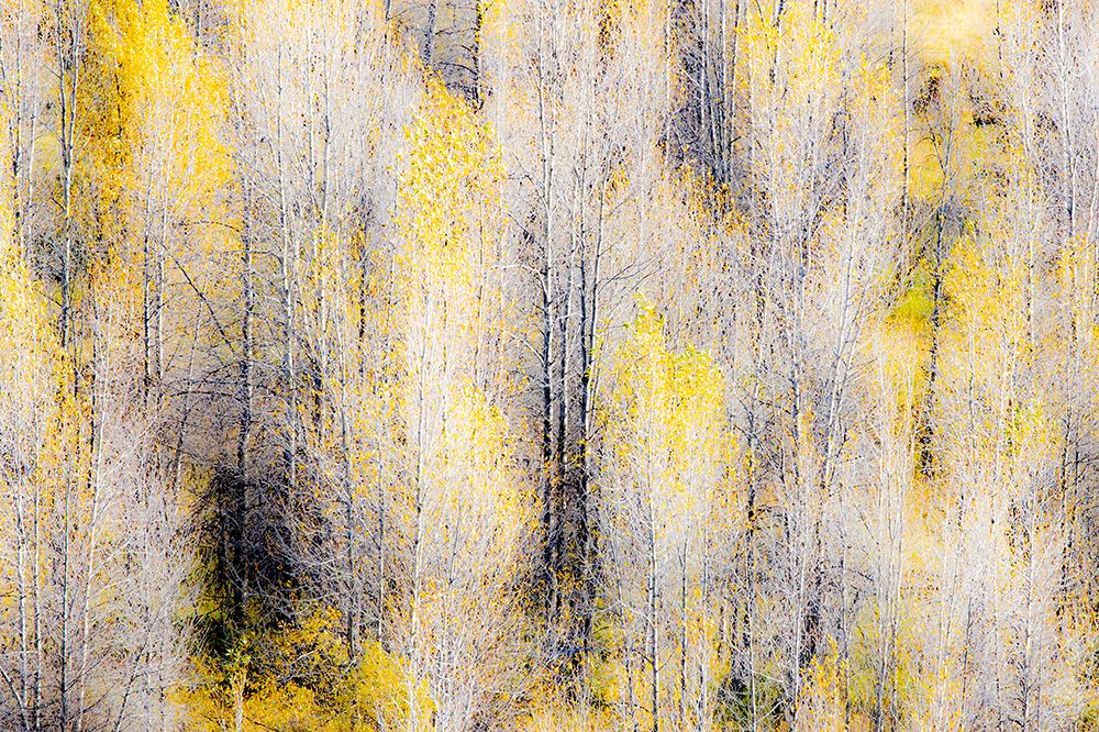 USA, Wyoming. Cottonwoods in fall color along the Buffalo Fork River just east of the Tetons art print by Darrell Gulin for $57.95 CAD