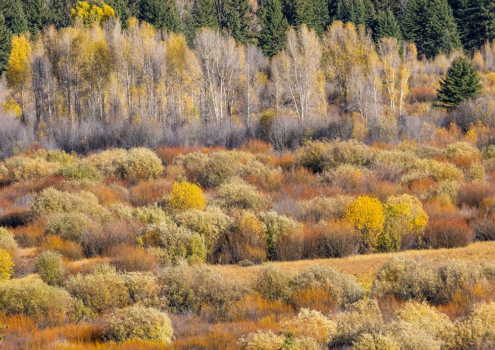 USA, Wyoming. Aspens and willow in fall color along Buffalo Valley Road just east of the Tetons art print by Darrell Gulin for $57.95 CAD