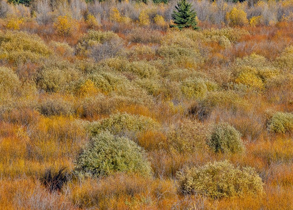 USA, Wyoming. Aspens and willow in fall color along Buffalo Valley Road just east of the Tetons art print by Darrell Gulin for $57.95 CAD
