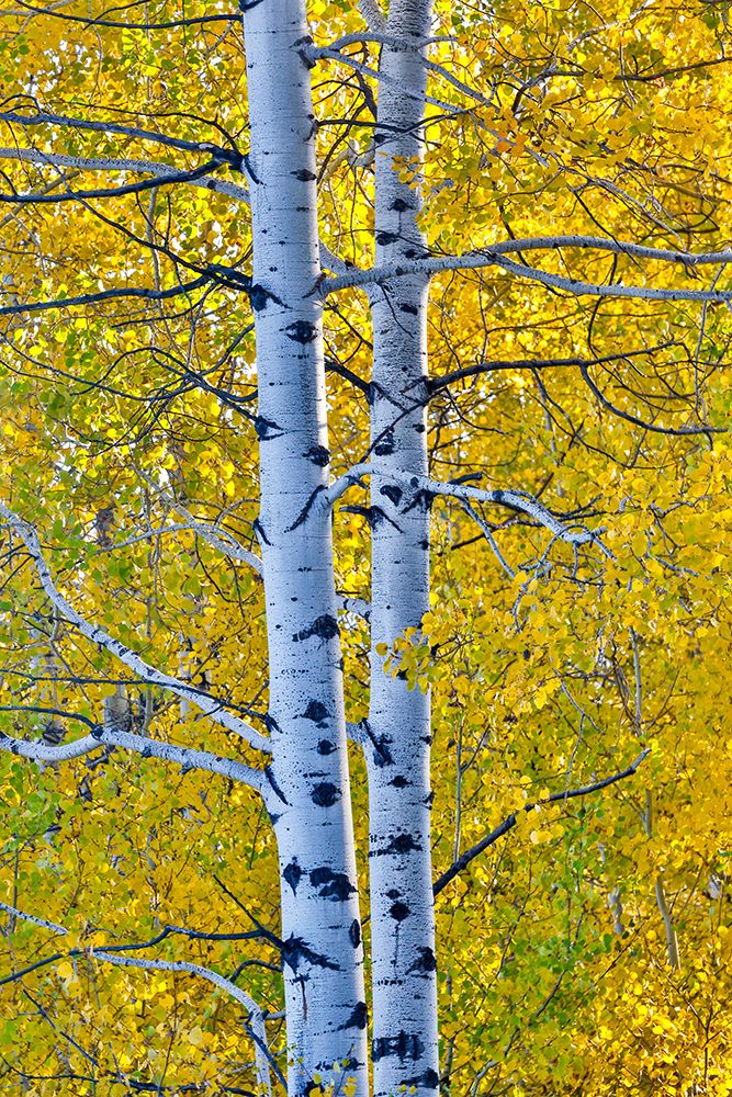 USA, Wyoming. Aspens in fall color along Buffalo Valley Road art print by Darrell Gulin for $57.95 CAD
