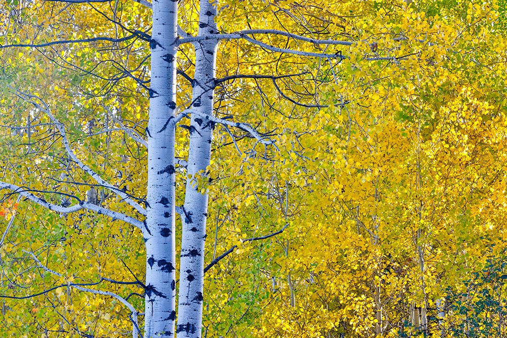 USA, Wyoming. Aspens in fall color along Buffalo Valley Road art print by Darrell Gulin for $57.95 CAD